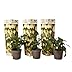 Plant in a Box - Solanum Muricatum 'Pepino gold' - Poire à melon - Set de 3 - Pot 9cm - Hauteur 25-40cm