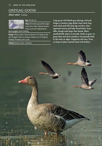 Image of Birds of the Himalayas: A Photographic Field Guide | Biodiversity of Northeast India | Nature Photography | Mountain and Hill Ecosystems | Nature Photography