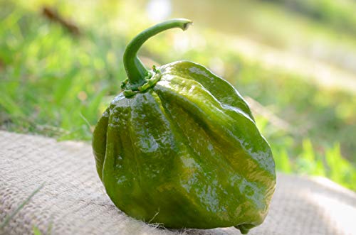 7Pot 7 Pot Evergreen Pepper Hot Pepper Premium Seed Packet 7Pot 7 Pot Evergreen Pepper Hot Pepper Premium Seed Packet