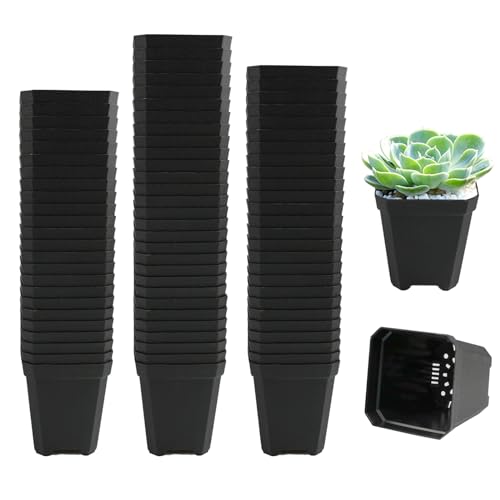 Yapithome 100 Macetas Cuadradas Negras Pequeñas De 5,4 Cm, Macetas De Plástico Con Orificios De Drenaje Para Frutas, Esquejes, Trasplantar, Plántulas Yapithome 100 Macetas Cuadradas Negras Pequeñas De 5,4 Cm, Macetas De Plástico Con Orificios De Drenaje Para Frutas, Esquejes, Trasplantar, Plántulas