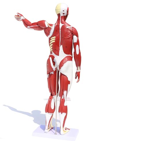 Image of Anatomical Human Muscular Figure Model with 347 Number with 27 Removable Parts Muscle Organ Model Training Manikin Model for Teaching 33.5'' Tall,1 /2 lifesize