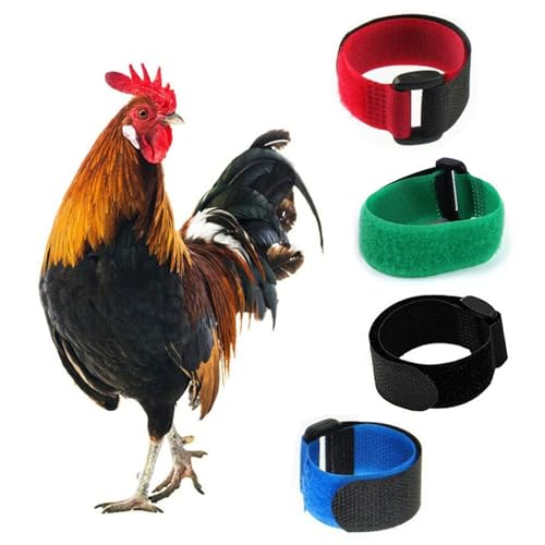 Lodoot Lot de 2 colliers anti-crochet pour poules, anti-coq, anti-coq, sans crochet