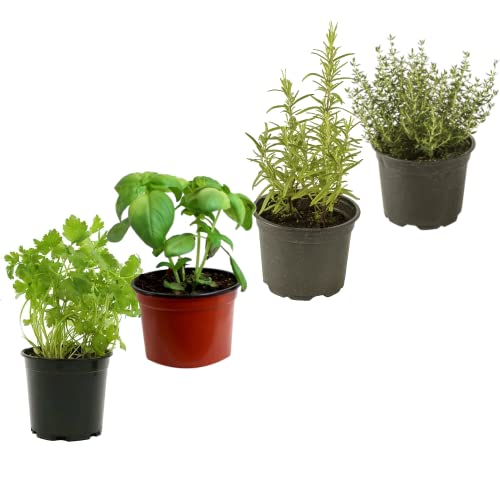 DECOALIVE Set Perejil, Albahaca, Romero y Tomillo Plantas para Cocinar Plantas Comestibles Naturales