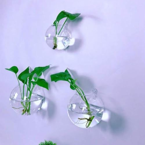 Jarrones de vidrio hidropónico de pared: evita plantas marchitas con este terrario visible 5