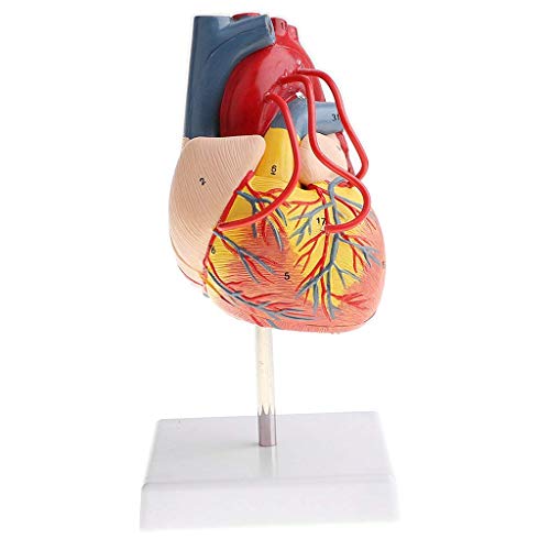 Coeur humain démontable pour réviser l'anatomie médicale sur base