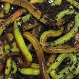 BESTBAIT 50 Green Canadian Nightcrawlers (4-6 inch) Worm-Glo Treated Fishing Bait