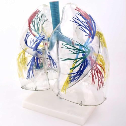 Modèle de poumon transparent 3D AMITD avec arbre bronchique et support - 6