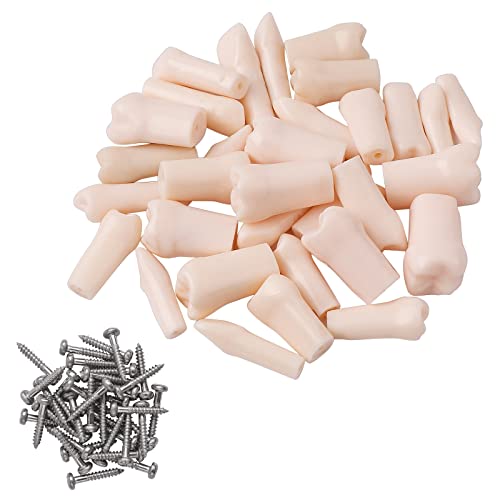 NILSA^C|hg - Nissin Typodont ȗpTypodont O\Ȏ LSA lWt(32/Zbg)