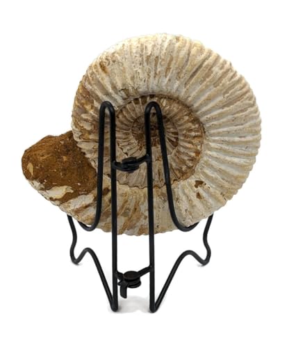 Image of Large Fossil Ammonite with Stand. 3.50 to 4.00 inch. Genuine Ammonite from Madagascar.