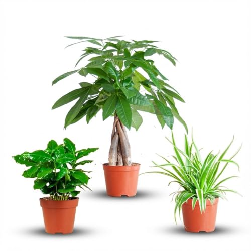 Green boutiQ - Lot de 3 Plantes Faciles - Pachira Aquatica, Coffea Arabica, Chlorophytum - Vert - Peu d'entretien - 3 Plantes - Pot 12-14cm - Hauteur 25-45cm