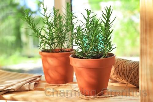 See full amazon price history chart for Charming Gronhus Live Rosemary Live Plant Ornamental, Mosquito Repellent, A Wonderful Herb for Any Kitchen Garden Plant With Pot Pack Of 2 Charming Gronhus Live Rosemary Live Plant Ornamental, Mosquito Repellent, A Wonderful Herb for Any Kitchen Garden Plant With Pot Pack Of 2 (B0CLJNQRD7) Amazon Price History, Amazon Price Tracker