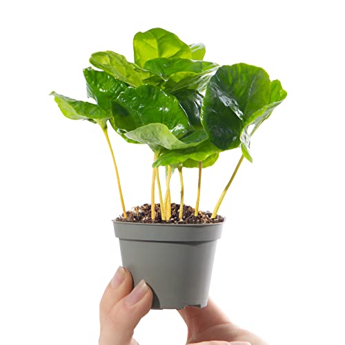 Mini Caféier Arabica Coffea Arabica Plante d'intérieur à feuilles persistantes Petite plante d'intérieur en pot À offrir