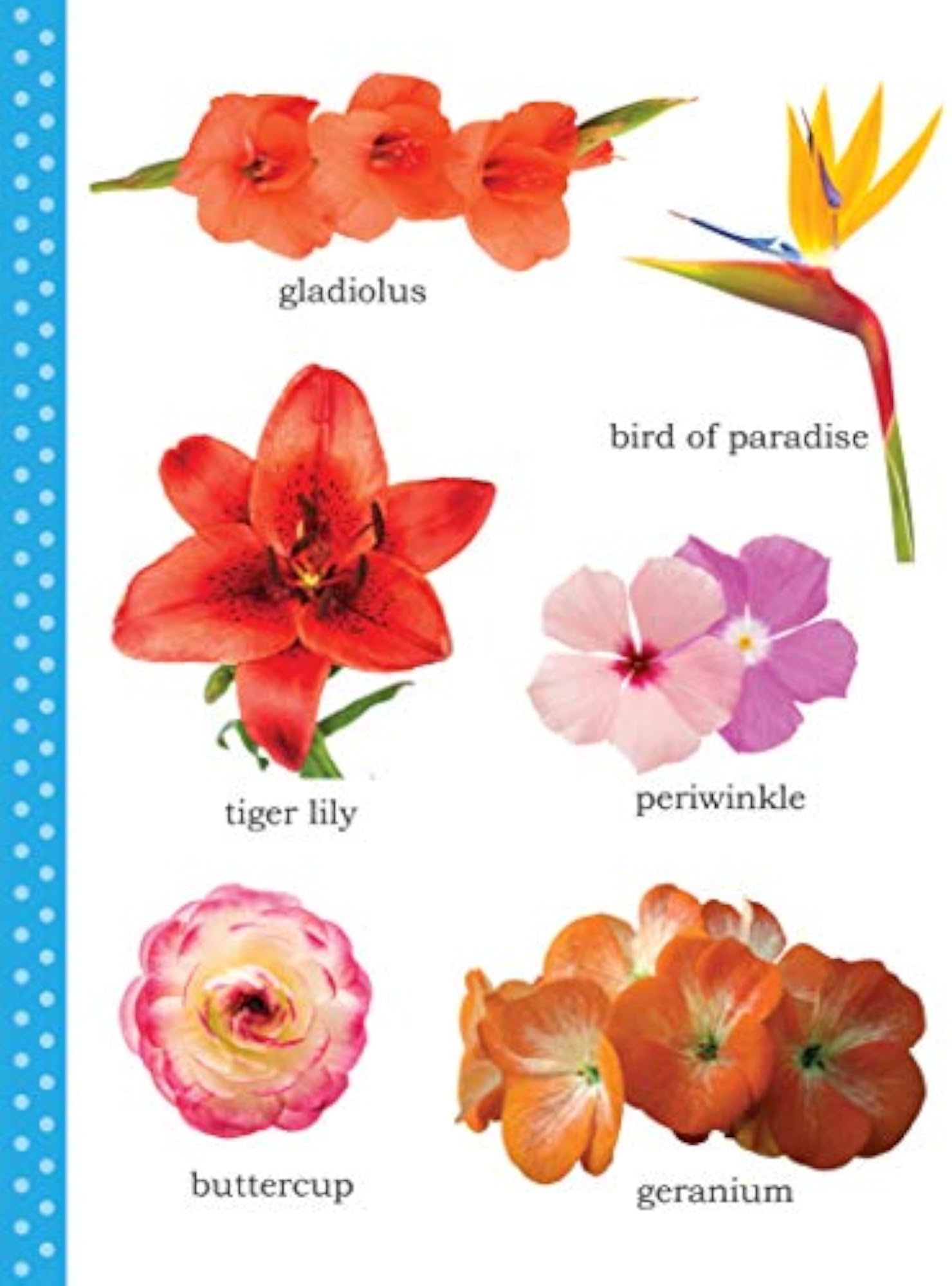 My First Picture Book of Flowers