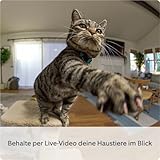 Bewegliche Ring-Innenkamera (Pan-Tilt Indoor Camera) von Amazon | Plug-in-Sicherheitskamera für Haustierbesitzer | 360° schwenkbar, 169° neigbar | 30 Tage Ring Protect - 3