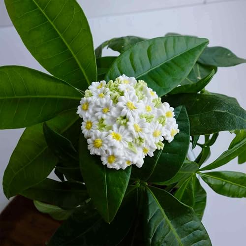Imán decorativo de cerámica margarita blanca miniatura 5