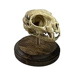 Asylum Zone Vintage Medical Cat Skull Specimen
