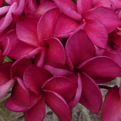 Amazon.co.jp: プレミアム プルメリア ジュビリー Jubilee 5号鉢