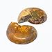 Ammonite- Polished Pair of Ammonite Fossil Halves, 1
