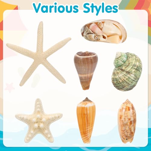 Imanes Decorativos Pequeños Forma Concha 7 Pcs miniatura 4