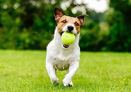 Tennis Balls Pack of 3 Ideal for Beginners Sports Practice, Dog Training, Pet Play Toy, Throwing Machine, All Court Types - Image 4