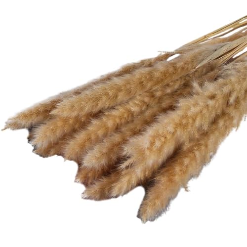Pampas Grass Large 15Pcs Flores Secas para Decoración miniatura 1