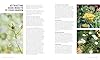 Companion Planting for Beginners: Pair Your Plants for a Bountiful, Chemical-Free Vegetable Garden #3