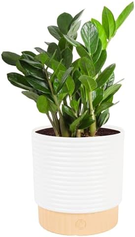 Costa Farms ZZ Live Plant in Decorative Pot, Easy to Maintain, Ai...