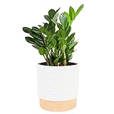 Costa Farms ZZ Live Plant in Decorative Pot, Easy to...