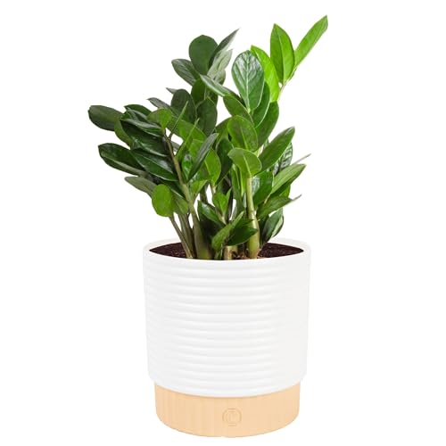 Costa Farms ZZ Live Plant in Decorative Pot, Easy to