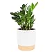 Costa Farms ZZ Zamioculcas zamiifolia, Indoor Plant, 12-Inch Tall, White-Natural Décor Planter