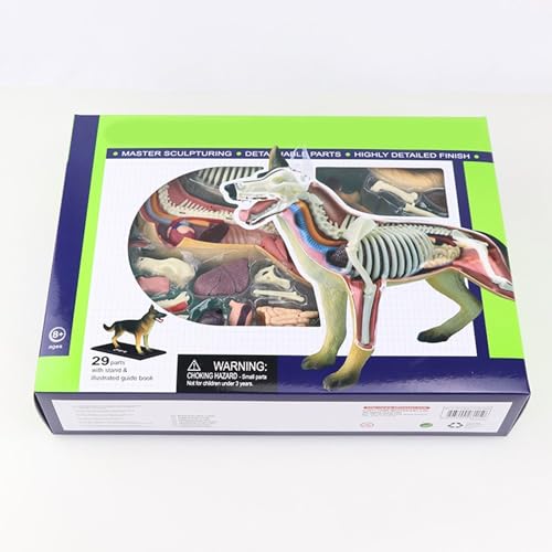 Modèle d'anatomie de chien éducatif pour animer les cours de sciences - 5