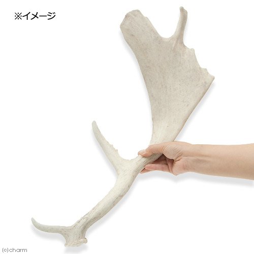 ヘラジカのツノ、装飾品 Amazon.co.jp: 国産 ヘラジカの角 オブジェ 1本 インテリア 沖縄別途