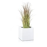 A plantar directamente sin recipiente suplementario, adecuado para uso en interiores y en exteriores