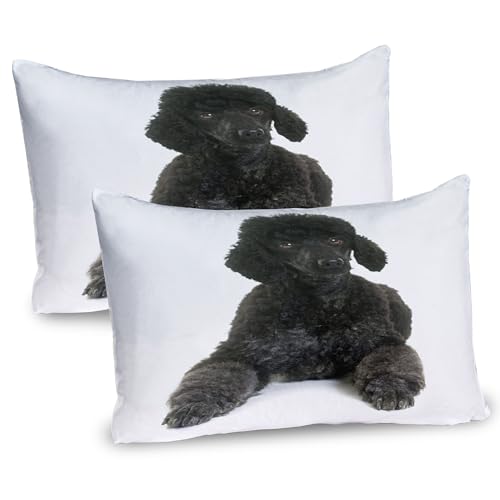 Ambesonne Poodle Pillow Sham Set of 2, Fluffy on a Plain Background Animal Lover's Theme Purebred, Quality Microfiber Bedding Item for All Seasons, 36