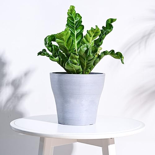 Image of UGAOO Rezer Tivoli Pots Planter for Home & Balcony Garden (Large, Light Grey)