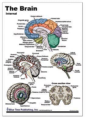 Brain Anatomical Chart #TOP3