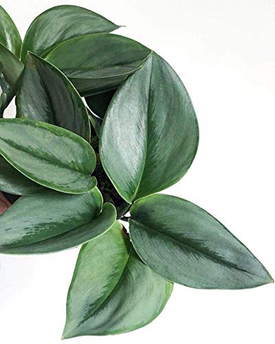 The Four Seasons Scindapsus Treubii Moonlight Rare Natural Live Plant in Pot (B082FBSBXV) Amazon Price History, Amazon Price Tracker