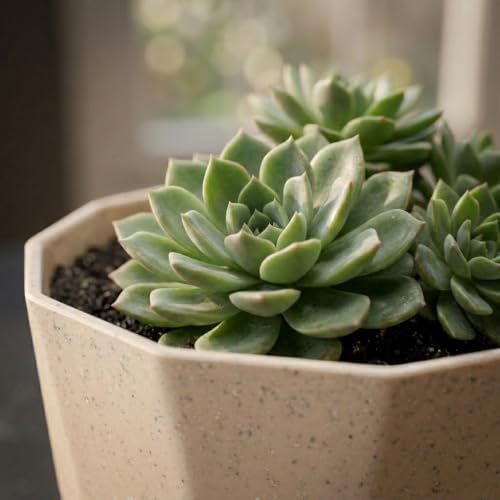 Image of YUCCABE ITALIA SHERA Hexa Round Plastic Flower Pot with Drainage Holes Planter Pot Suitable for Indoor Outdoor Kitchen Garden (Stone Beige, 8 Inch - 6 Pcs)