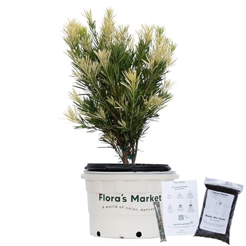 Podocarpus Shrub with Planting Kit