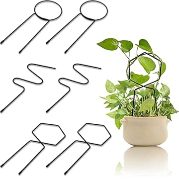 trellis ideas for front of house
