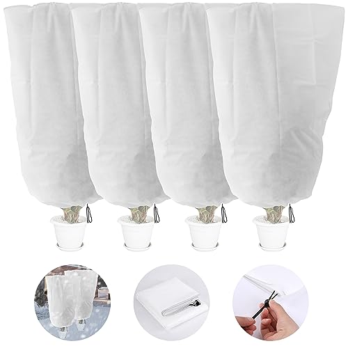 Best Plants for Winter Indoor and Outdoor Options