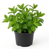 Pfefferminze (Mentha piperita) – aromatische, winterharte Kräuterpflanze für Garten & Balkon – ideal für Tee, Desserts & Küche – kräftig duftend, pflegeleicht & mehrjährig