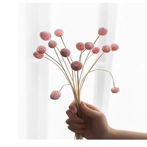 30 flores naturales secas Craspedia Billy Balls rosas miniatura 2