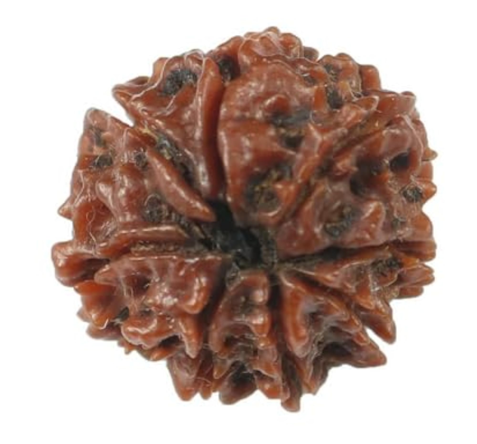 Brown Aath Mukhi Rudraksha Nepali Beads, IGL Lab Certified