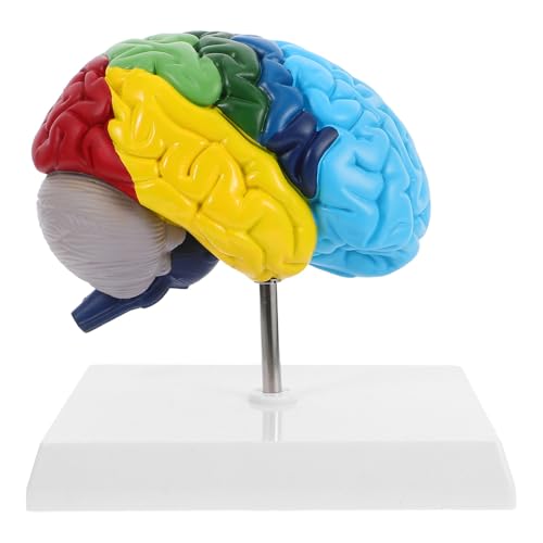 Modelo anatómico de cerebro humano para estudio detallado y enseñanza de medicina