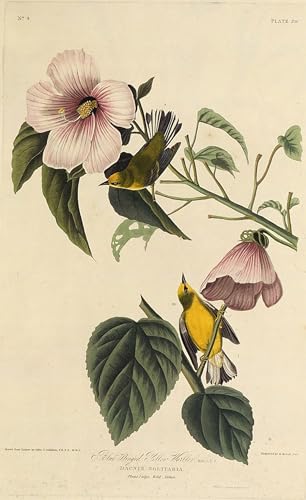 Poster paruline jaune oiseaux d'Amérique Audubon 60x90cm pour habiller un mur de chambre vide