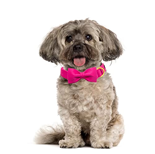Unique style paws Dog Collar with Bowtie - Image 3