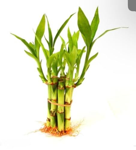 Image of Two layer lucky bamboo | For Living Room or Office table | indoor plants for good luck and air purification (Bamboo 6-9 Sticks)
