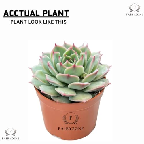 Image of Laxmi Kamal Succulent - Live Vastu Plant for Good Luck | Sempervivum Indoor Plant with Pot | Feng Shui & Vastu Approved | Low Maintenance Lucky Plant