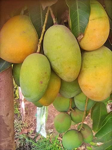 Image of Live Desi Mango Plant |Mango Fruit Plant | Healthy Live Sapling for Home Garden & Terrace Pack 1